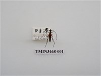 藏品(後紋細花天牛)的圖片